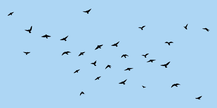 flying birds silhouette