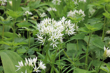 Patch of Wild Garlic flowers, Derbyshire England
