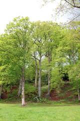 View of English woodland in Spring, Derbyshire England
