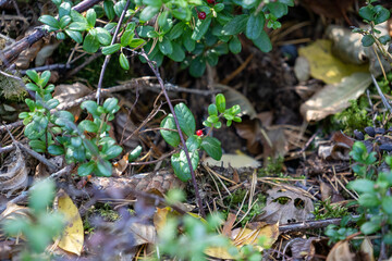 Wild lingonberry plant