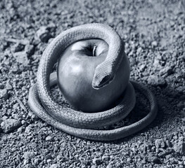 A snake wrapped around an apple as a symbol of temptation - obrazy, fototapety, plakaty