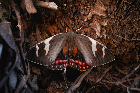 Chagual butterfly (puya chilensis) on leaf. Rare endemic wild butterfly from South America. 