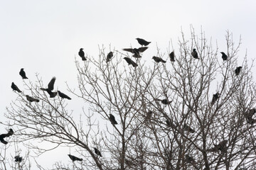 Crows Gathered In A Bare Tree In Winter
