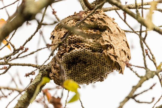 Nid de frelons asiatiques en fin d'automne attaqu&eacute; et d&eacute;truit par les intemp&eacute;ries et les oiseaux qui d&eacute;vorent les larves du couvain. Vespa velutina