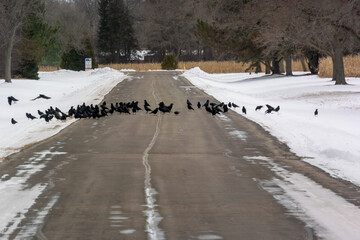 A Flock Of Crows On A Plowed Road In Winter Snow