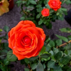 A red and yellow rose under sunlight. 
