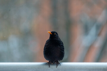Blackbird