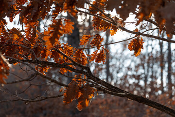 Autumn oak leaves in the forest.