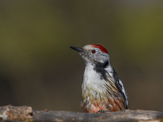 Middle Spotted Woodpecker (Dendrocopos medius) sitting on a stump in the moss.