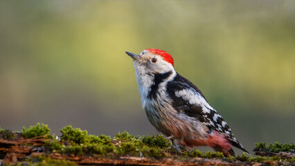 Middle Spotted Woodpecker (Dendrocopos medius) sitting on a stump in the moss.