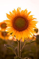 sunflower in the field during sunset