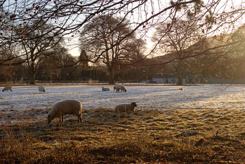 sheep in field on a winters morning near Eildon hills