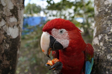 The red-and-green macaw (Ara chloropterus), also known as the green-winged macaw, a large, mostly-red macaw of the genus Ara. Balbina, Amazonas – Brazil.