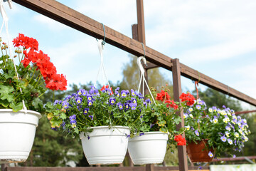 beautiful and flowers in white plastic pots on the terrace for sale for garden or home decoration.