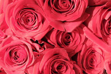 Bouquet of red roses . Background .Holiday greeting concept. Mother's day, Valentine's day February 14, father's day, birthday.
