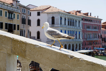 Seagull on ‘Ponte dei sospiri’ in Venice, Italy.