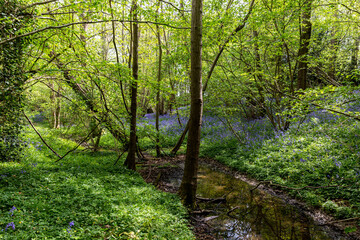 A stream running through a bluebell wood in Sussex, on a sunny spring day