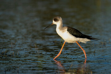 Black-winged stilt with catchlight wades through shallows