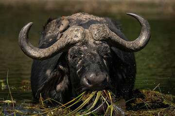 Cape buffalo stands in river swallowing grass