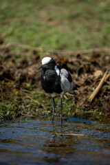 Blacksmith lapwing stands in shallows eyeing camera