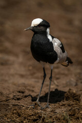 Blacksmith lapwing stands watching camera in sunshine