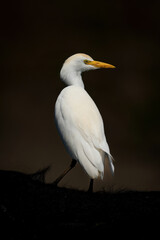 Cattle egret on Cape buffalo looking back