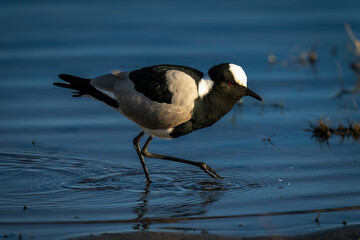 Blacksmith lapwing with catchlight wades through shallows