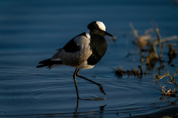 Blacksmith lapwing with catchlight wades through river