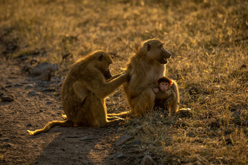 Chacma baboon sits grooming one holding baby