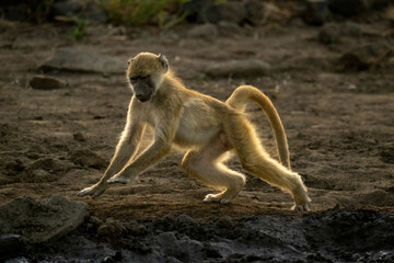 Chacma baboon runs past mud lifting paws