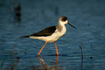 Black-winged stilt wading through water with catchlight