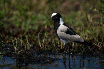 Blacksmith lapwing stands in river watching camera