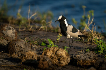 Blacksmith lapwing on riverbank by elephant dung