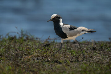 Blacksmith lapwing walking along riverbank on grass