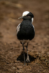 Blacksmith lapwing stands lifting foot in sunshine