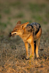 Black-backed jackal stands with mouthful of feathers
