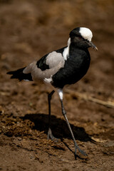 Fototapeta premium Blacksmith lapwing walks in sunshine lifting foot