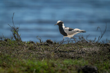 Blacksmith lapwing walks down riverbank in sunshine