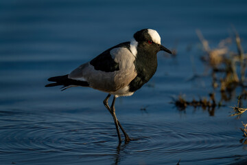Blacksmith lapwing with catchlight stands in shallows