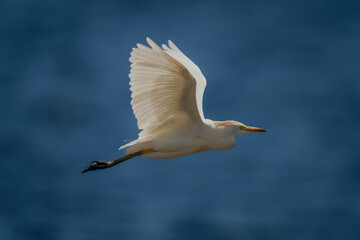 Cattle egret flies over water in sunshine