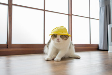 travel japan concept with scottish cat wear yellow hat
