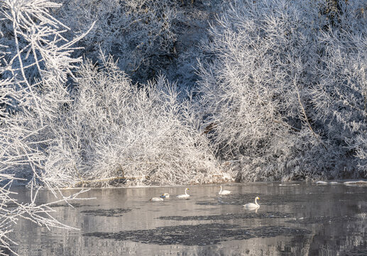 Whooper Swans on the partly frozen surface of the River Teviot in the Scottish Borders, United Kingdom