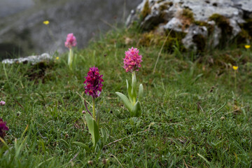  Elder-flowered orchid wildflower