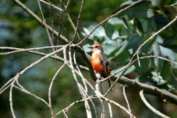 Juvenile vermilion flycatcher (Pyrocephalus rubinus) perched in a tree in Cotacachi, Ecuador