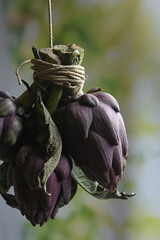 close up of purple artichoke heads