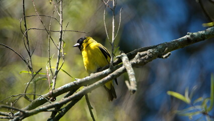 Hooded siskin (Spinus magellanicus) perched on a branch in Cotacachi, Ecuador