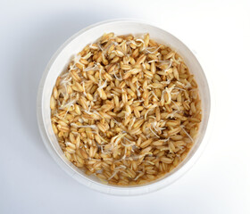 Sprouted oats grains on white background. Superfood