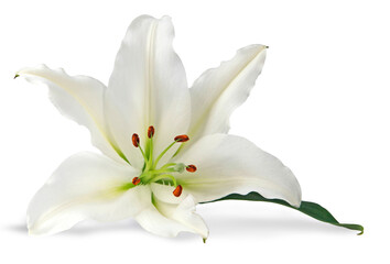 Fototapeta na wymiar Single pure white lily head with copy space transparent png file 