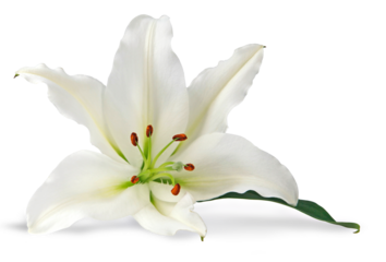 Single pure white lily head with copy space transparent png file

