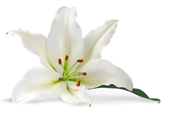 Fotobehang Single pure white lily head with copy space transparent png file  © Nikki Zalewski